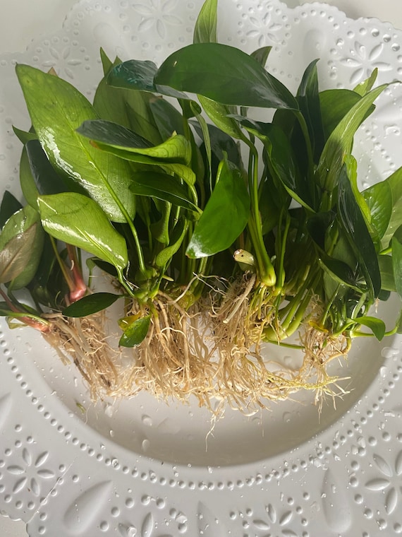 BUY 2 GET 1 FREE! Anubias Small/Medium Easy, Beginner-friendly Live Aquarium Plant - Durable for goldfish & small fish aquariums!