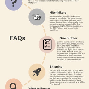 Pode incluir: Gr&aacute;fico informativo com o t&iacute;tulo "FAQs" e v&aacute;rios &iacute;cones circulares com texto. Os t&oacute;picos incluem perguntas, caronas, tamanho e cor e o que esperar. A imagem foi projetada para fornecer informa&ccedil;&otilde;es sobre plantas aqu&aacute;ticas vivas.
