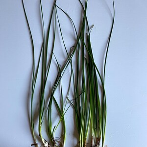 K&ouml;nnte beinhalten: Ein Bund gr&uuml;ner Zwiebeln mit Wurzeln, bereit zum Einpflanzen im Garten.