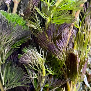 Cabomba live aquarium plants aquascaping planted tank easy