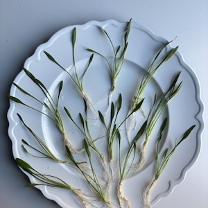 May include: A white plate with a scalloped edge holds a collection of green plants with roots. The plants are arranged in a circular pattern on the plate.