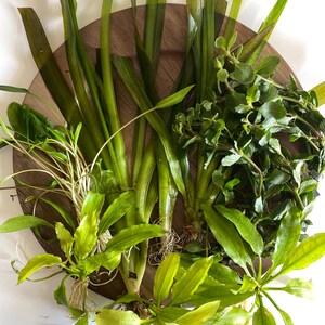 May include: An overhead shot of various green aquatic plants, including long, slender leaves and broad, vibrant green leaves, arranged on a round, wooden surface. The plants are a mix of textures and shades of green, creating a natural, organic display.