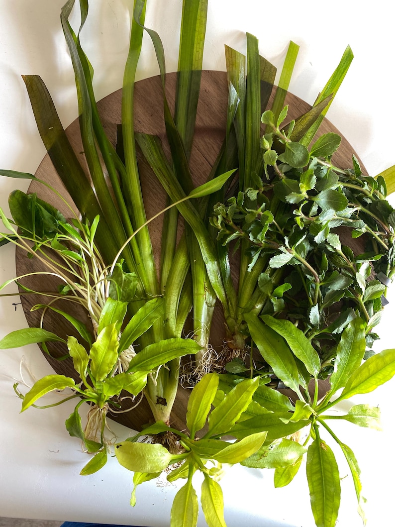 May include: A collection of various aquatic plants featuring long, slender dark green leaves, vibrant light green leafy stems, and dense clusters of small, serrated foliage, all arranged together with visible root systems at the base.