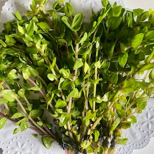 Lemon Bacopa Emersed/Transitioning Cuttings