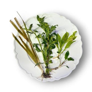 May include: A white scalloped ceramic plate holds three distinct types of aquatic plants. One group features long, slender, brownish-green stalks, another has vibrant green serrated leaves, and the third consists of smooth, pointed green leaves.