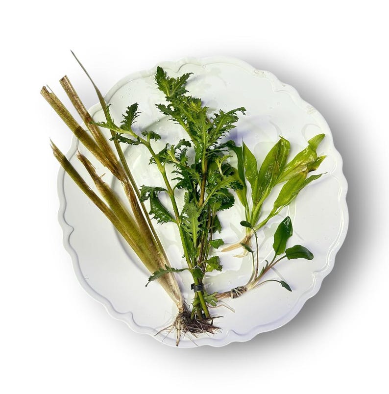May include: A white scalloped ceramic plate holds three distinct types of aquatic plants. One group features long, slender, brownish-green stalks, another has vibrant green serrated leaves, and the third consists of smooth, pointed green leaves.