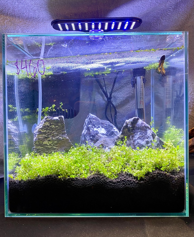 Photo inspiration: Fresh Look at Buy 1 Get 1 Free Monte Carlo Clump Carpeting Plant