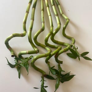 Unique Bamboo Spiral Stalk Live Plant for Terrariums, Aquariums, or Vivariums! Easy houseplant. Can be kept in soil or water!