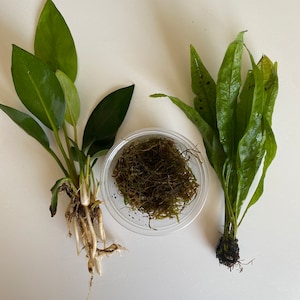 May include: Three plants with roots, ready for planting in an aquarium or terrarium. The plants are a green leafy plant, a fern-like plant, and a clump of moss.