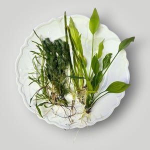 May include: A collection of various live aquatic plants with green foliage and visible root systems arranged on a white scalloped plate. The assortment includes feathery dark green stems, long slender blades, and broad oval-shaped leaves.