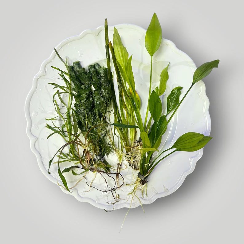 May include: A collection of various live aquatic plants with green foliage and visible root systems arranged on a white scalloped plate. The assortment includes feathery dark green stems, long slender blades, and broad oval-shaped leaves.