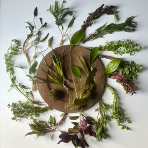 May include: Assortment of green and purple aquatic plants arranged around a wooden circle. The plants are ready to be planted in an aquarium or terrarium.