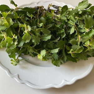 Wisteria Bunch Emersed/Transitioning Cuttings Live Plant- Great background/foreground plant!