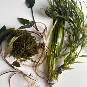 May include: An overhead shot of various aquatic plants, including a bundle of long, green, leafy plants secured with black tape, and other plants with dark green leaves and visible roots. A clump of green moss is also present.