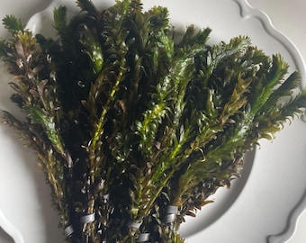 Anacharis (Elodea densa or "waterweed") - Fast growing live freshwater aquarium plant. Can grow planted or floating!