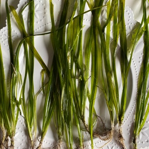 ¡Compra 2 y llévate 1 GRATIS! Vallisneria (Vallisneria spiralis): Planta fácil de cultivar, de rápido crecimiento y apta para principiantes. ¡Ideal para decorar el fondo!