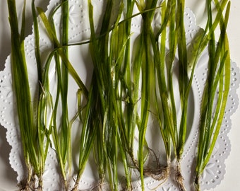 BUY 2 GET 1 FREE! Italian Vallisneria (Vallisneria spiralis) Easy, Fast-growing, Beginner-friendly Plant - Perfect background plant!