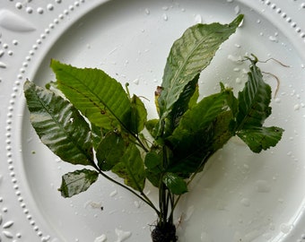 Fancy Fern- Bolbitis-Live Aqaurium Plant- Attach to aqautic decor and driftwood!