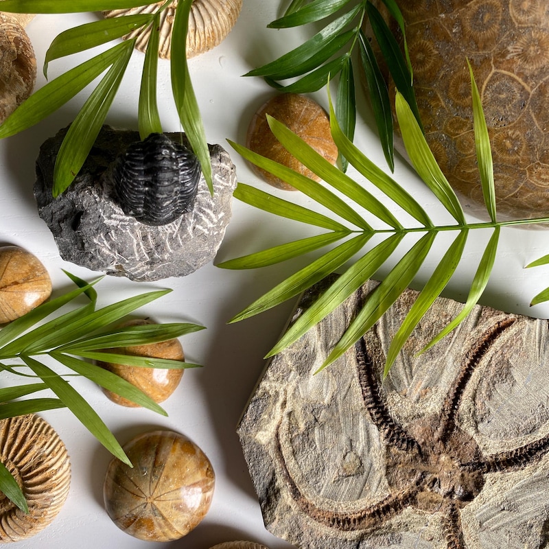 Image showcasing Fish Tank Fossil Decor - Etsy