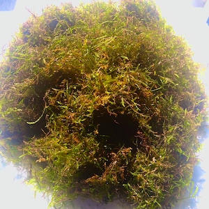 May include: A close-up of a lush green moss arrangement. The moss appears dense and textured, with a mix of green and brown hues. This arrangement is likely used for decorative purposes, such as in terrariums or floral displays.