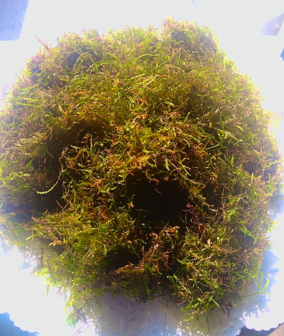 BUY 2 GET 1 FREE Java Moss 2fl oz - Live Aquarium Plant - Great for betta fish, shrimp, or guppies!  Easy, beginner, low light plant!