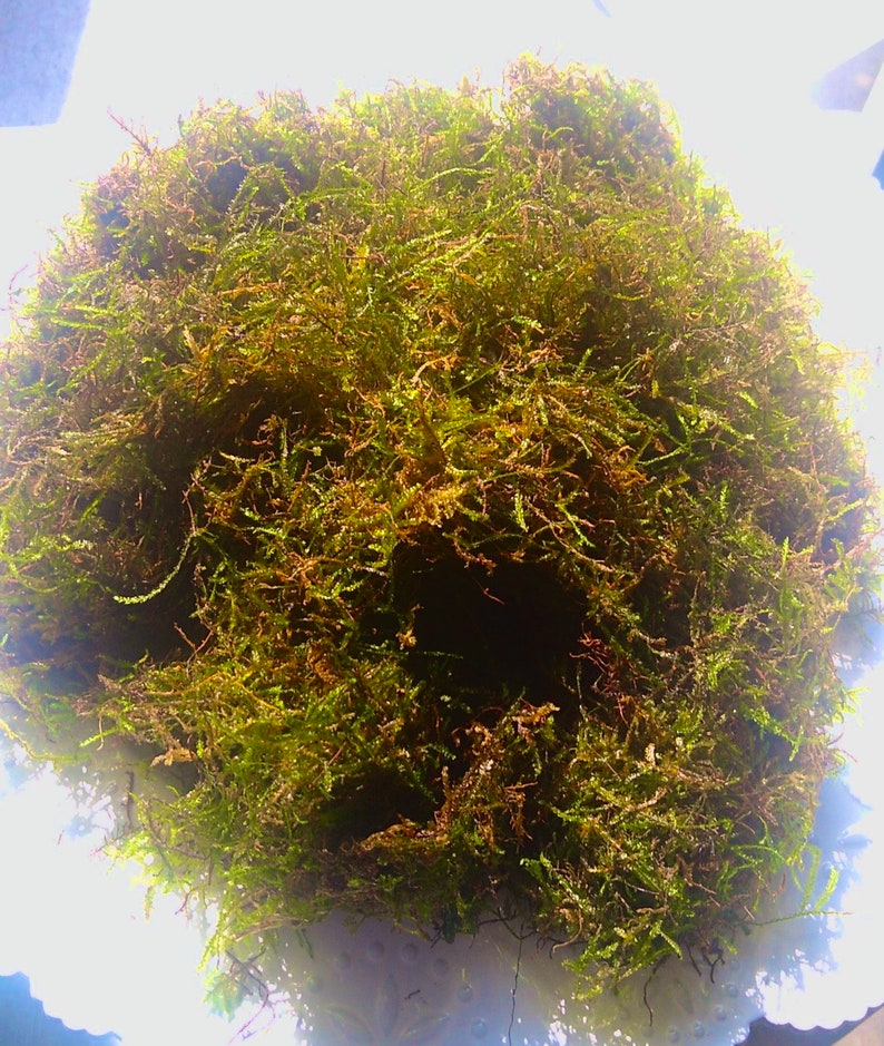 May include: A close-up of a lush green moss arrangement. The moss appears dense and textured, with a mix of green and brown hues. This arrangement is likely used for decorative purposes, such as in terrariums or floral displays.