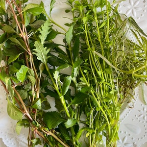 BUY 1 GET 1 FREE! Bunch Stem Plants - Assorted Emersed/Transitioning Cuttings - Hygrophila, Bacopa, Ludwigia, Rotala