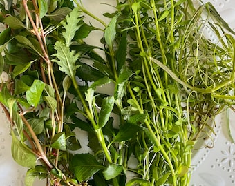 BUY 2 GET 1 FREE! Bunch Stem Plants - Assorted Emersed/Transitioning Cuttings - Hygrophila, Bacopa, Ludwigia, Rotala