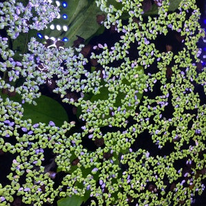 May include: A close-up of a dark green aquatic plant with small, round leaves floating on the surface of the water. The leaves are clustered together in a dense, almost solid mass. The water is dark and murky, and the light from above casts a faint glow on the leaves.