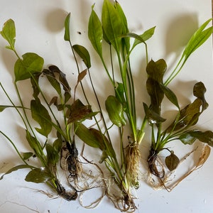 May include: Three bundles of green aquatic plants with long, thin leaves and brown roots. The plants are arranged in a fan shape on a white background.