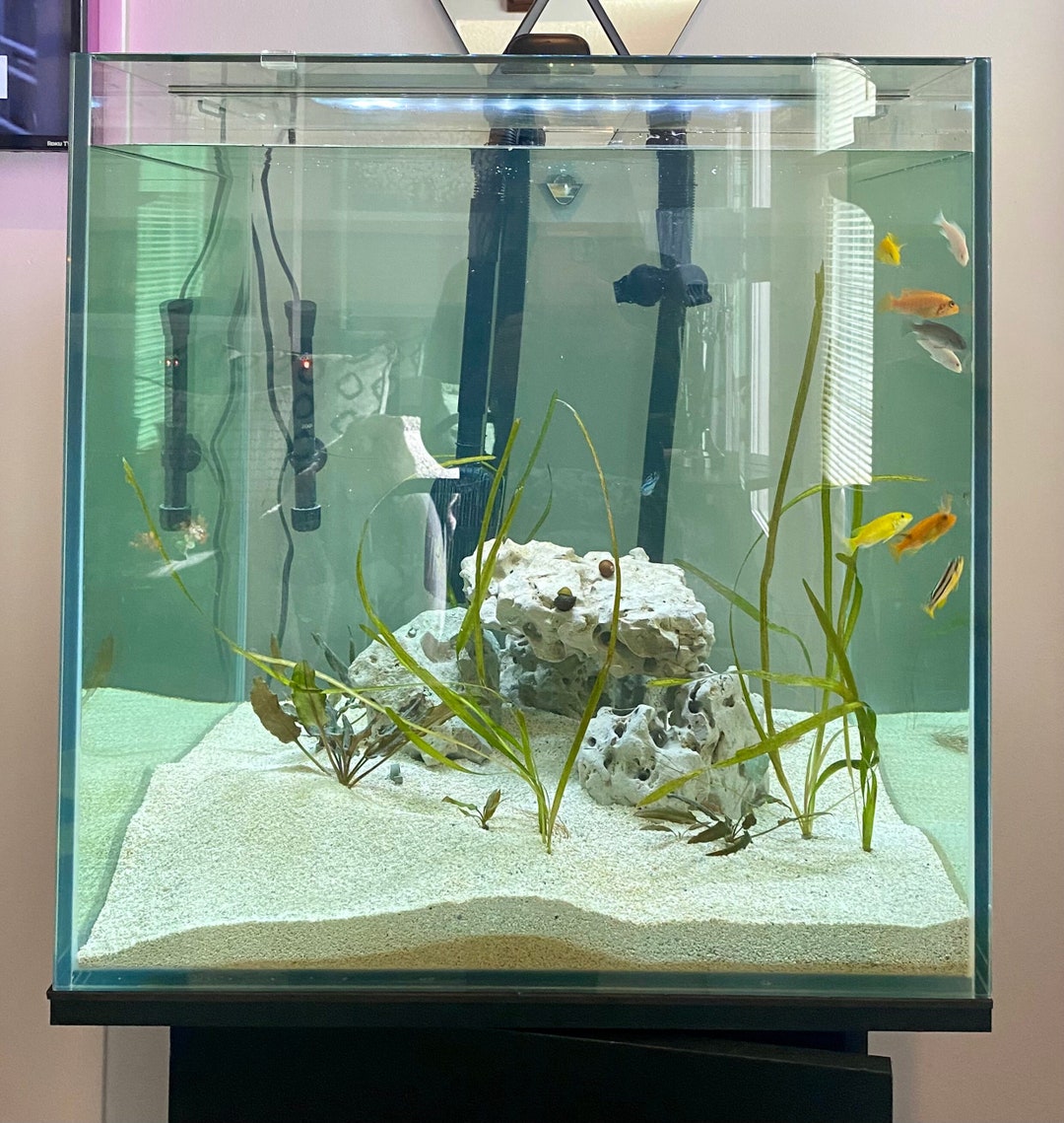 Curated Inexpensive Cichlid Aquarium Kits Gallery View 31