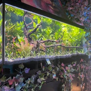 CUSTOM 75-gal aquarium live plant bundle- Fully plant your tank with a variety of aquatic plants!