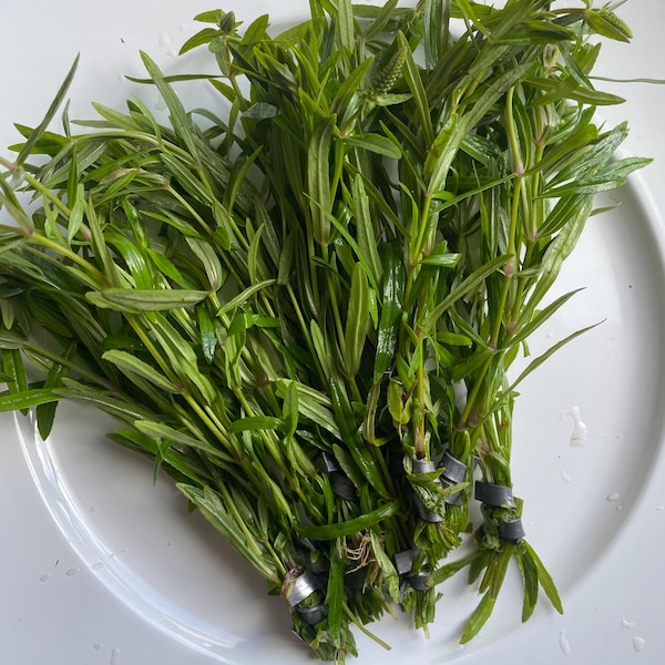 Stellatus VERY EASY Stem Plant Live Aquarium Plant (Emersed/Transitioning Cuttings)- Great for Shrimp, Betta, and Beginner fish tanks!
