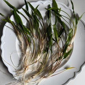 May include: A bunch of green aquatic plants with long, thin leaves and white roots. The plants are arranged on a white plate.