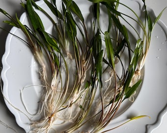 FANCY Large Lucens Crypt (Cryptocoryne Lucens) Easy Beginner Live Aquarium Plant - Great natural decor for fish aquariums!