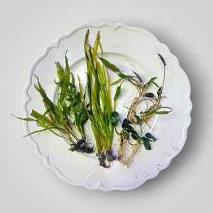 May include: A collection of various aquatic plants with green, elongated, and broad leaves, featuring visible root systems and dark stems, arranged on a white, scalloped-edge ceramic plate. The plants display different textures and leaf shapes.