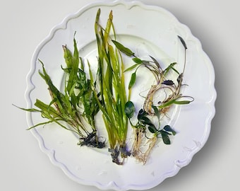 Betta Aquarium Live Plant Bundle- Anubias, Crypt, Val, & Java Fern