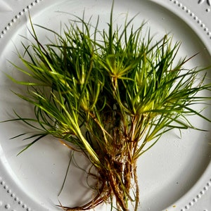 May include: A bunch of green, leafy plants with brown roots on a white plate.