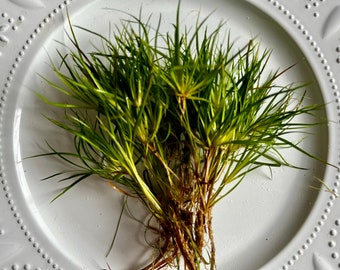 Creeping Rush - Juncus Repens - Single Stem - Easy foreground "carpeting" live aquarium plant (makes a grassy lawn) - grows great in soil!