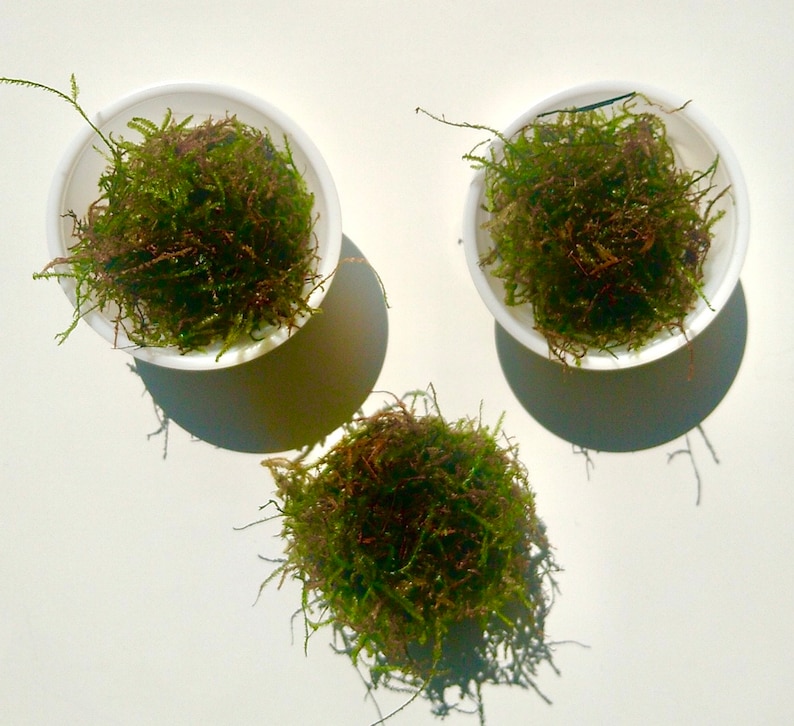 May include: Three small white bowls filled with green and brown moss. The moss has a mix of textures and colours, suggesting it's freshly harvested. The bowls are arranged on a white surface, casting shadows.