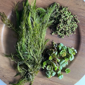 May include: A close-up of three types of green aquatic plants on a wooden surface. The plants are arranged in a semi-circle, with the largest plant in the center.