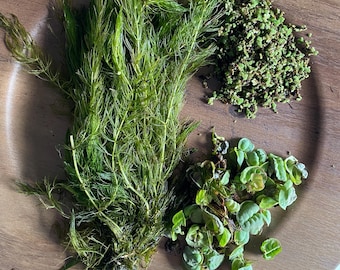 Assorted Floating Plant Bundle- Receive 3 floating plants (red root floaters, azolla, salvinina, duckweed, watersprite, hornwort, and more!)