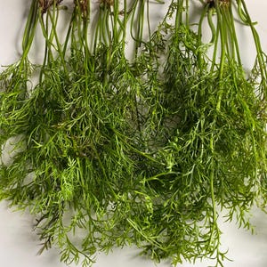 Water Sprite Laceleaf- Easy beginner freshwater plants perfect for betta tanks