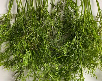 Water Sprite Laceleaf- Easy beginner freshwater plants perfect for betta tanks