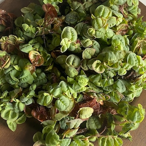 May include: A close-up of a wooden bowl filled with green leafy plants. The plants have small, round leaves and some have reddish-brown stems.