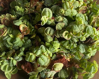 Red Root Floaters Live Aquarium Plant 2fl oz- Adds a pop of color and provides natural cover for baby fish!