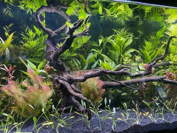 75 gallon aquarium clearance kit