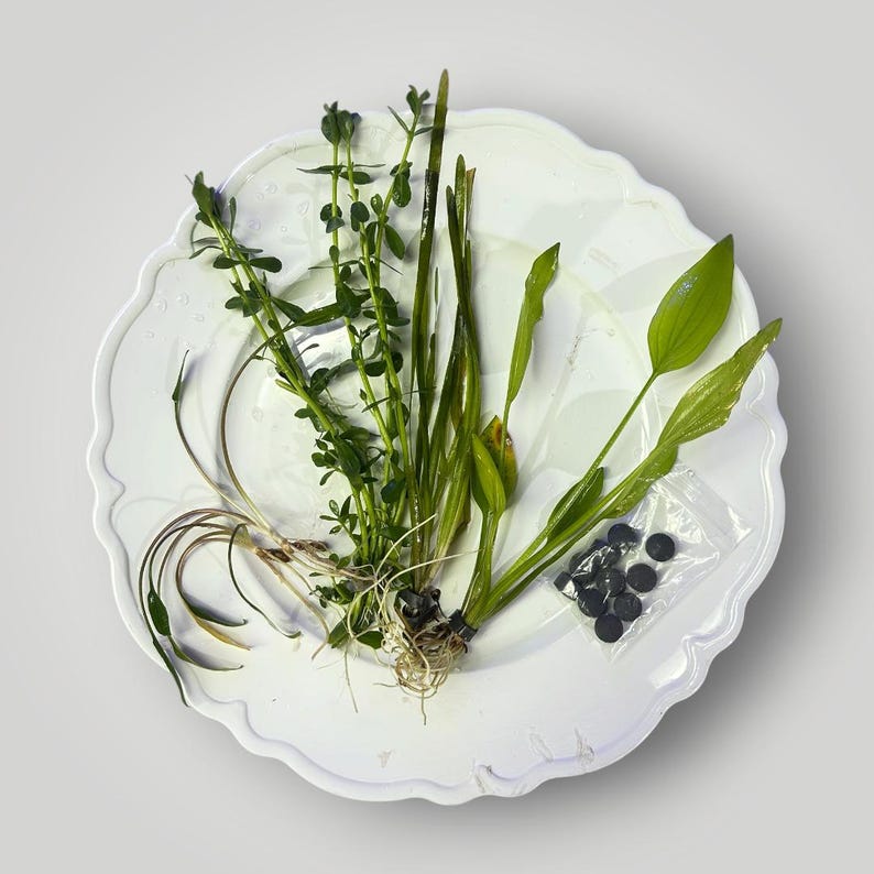 May include: A collection of various green aquatic plants with visible roots and stems, arranged on a white scalloped plate. Included is a small clear plastic bag containing several round, dark gray fertilizer pellets for aquarium use.