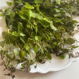 Cardamine Live Aquarium Stem Plant with uniquely shaped leaves! Emersed/Transitioning plant.