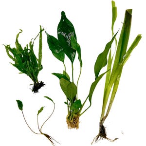 Betta Aquarium Live Plant Bundle- Anubias, Crypt, Val, & Java Fern 5-Gallon Aquarium
